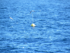 Datawell Wave Buoy, Falkland Islands (Source: Premier Oil)